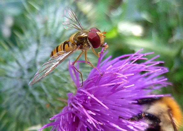 29 Delemere marmalade hoverfly