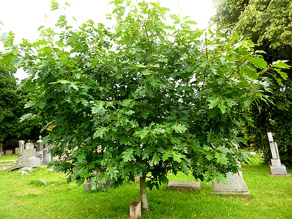 30 Bidston red oak