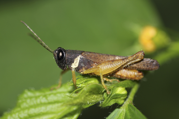 MNA Ghana Grasshopper1