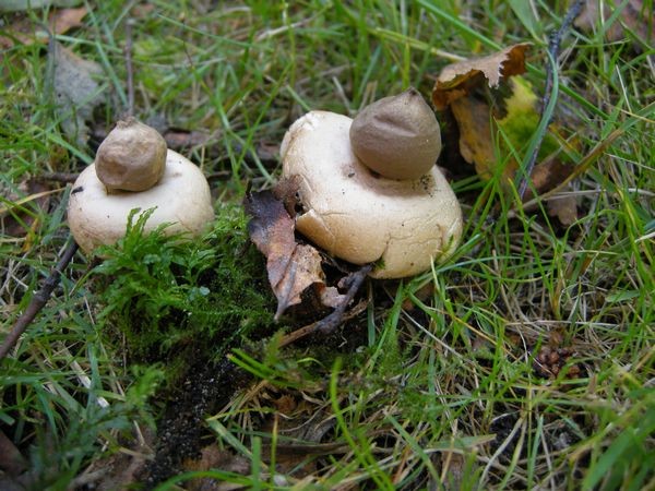 Geastrum sessile Formby 0913