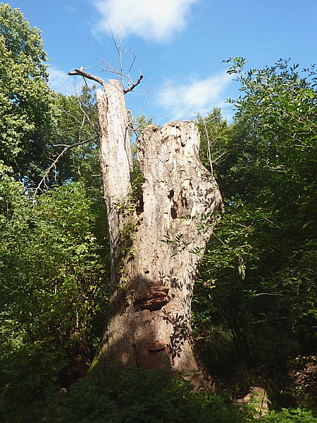 35 Eastham Beech stump