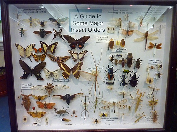 03 Museum insect case