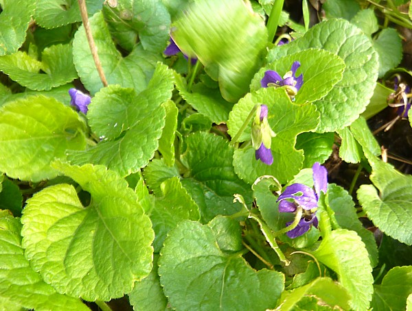 04 Old Quay Early Sweet Violet