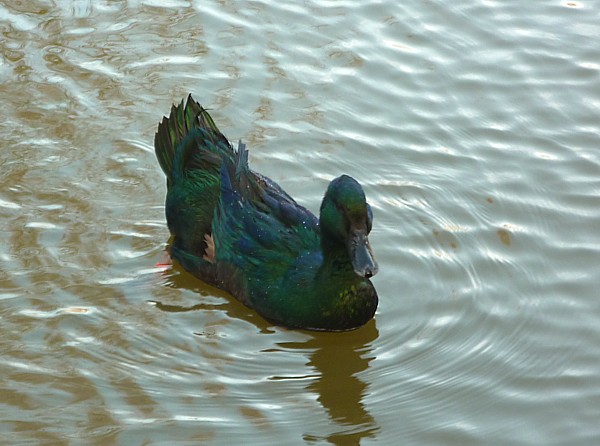 05 Birkenhead Park green duck