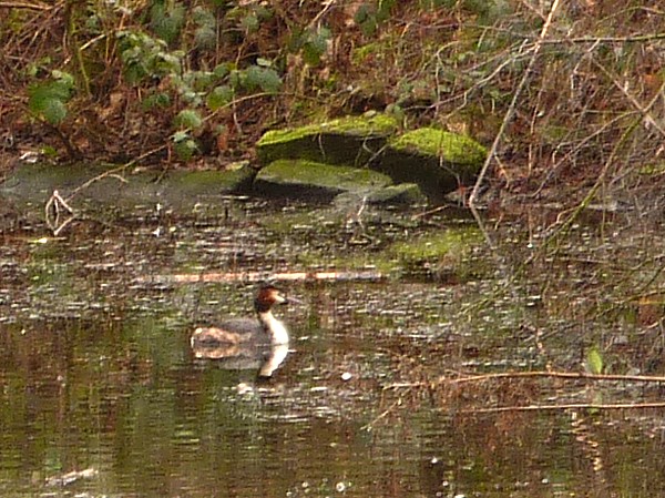 08 Sefton Great Crested
