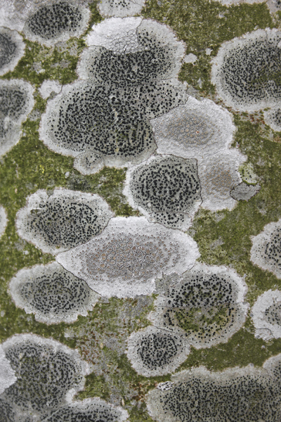 MNA Brockholes Tree Lichen1