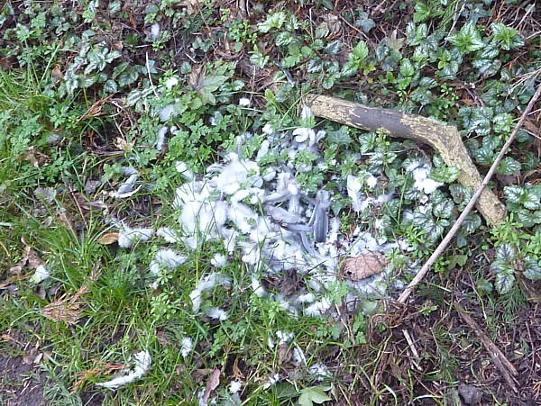 11 Wirral Way sparrowhawk kill site