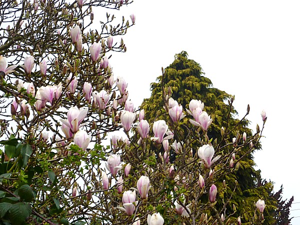 15 Thornton magnolia