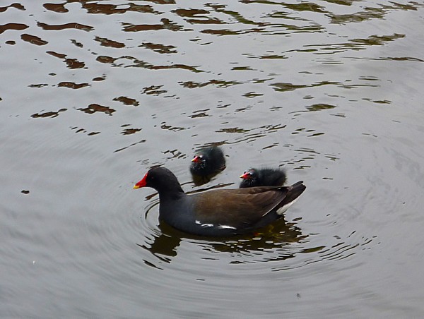22 Canal Moorhen family