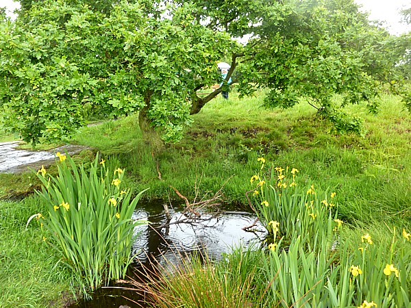 23 Cronton Iris pond