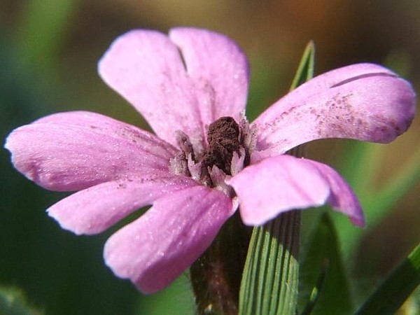 smut_Microbotryum violaceum-D  Fenwick