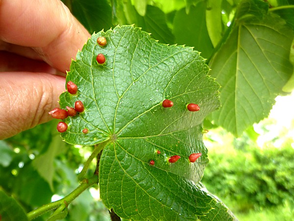 24 Roby Lime nail gall