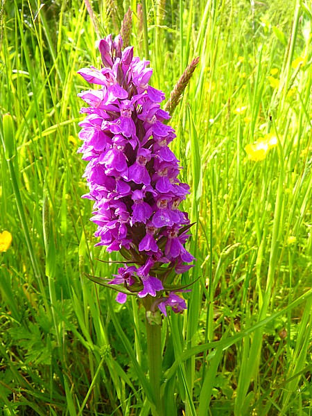 24 Roby Orchid Southern Marsh