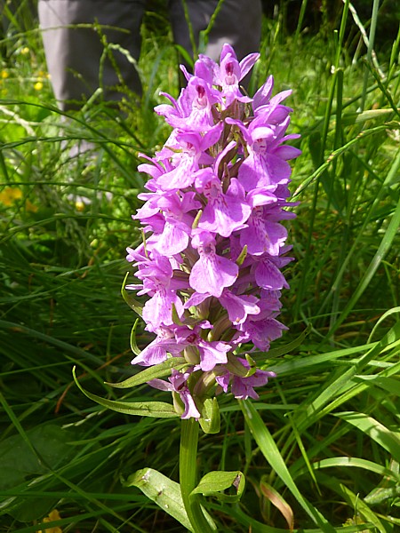 26 Childwall orchid 1