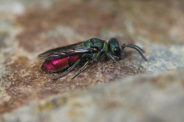 MNA South Stack Ruby Tailed Wasp1