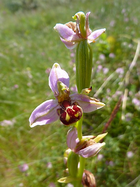 27 Velvet Bee orchid