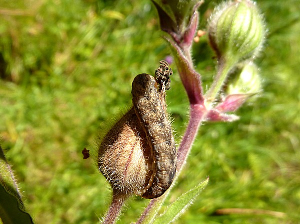 28 Freshfield campion moth caterpillar