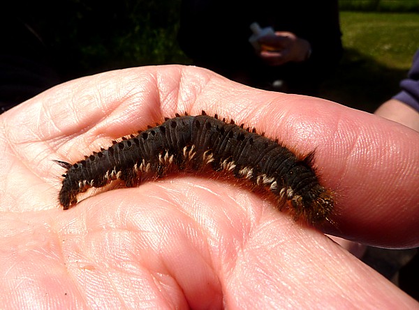 28 Freshfield drinker caterpillar