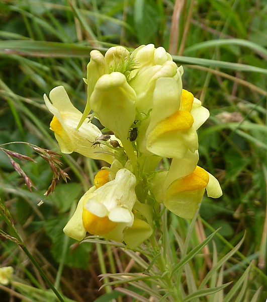 30 Ainsdale toadflax