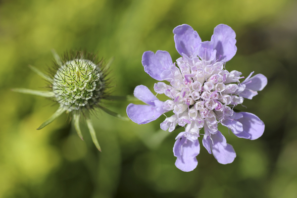 MNA Oswestry Small Scabious1