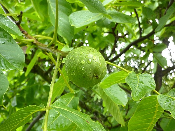 33 Reynolds common walnut