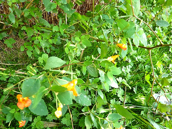 34 SU canal Orange Balsam