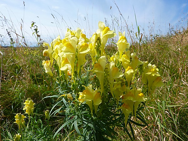 35 Woodvale Toadflax