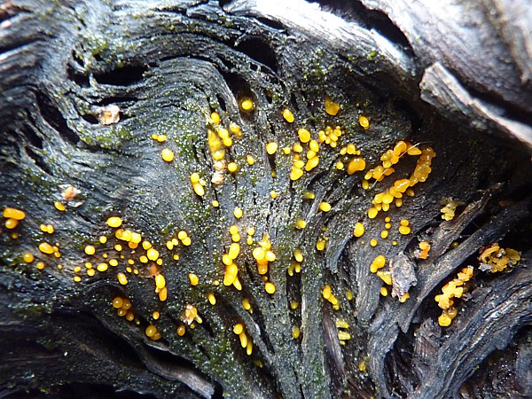 36 Taylor fungi on petrified wood