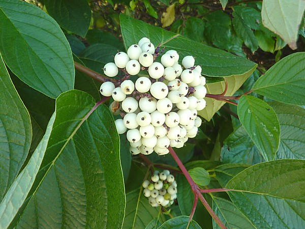 37 Lydiate white berries