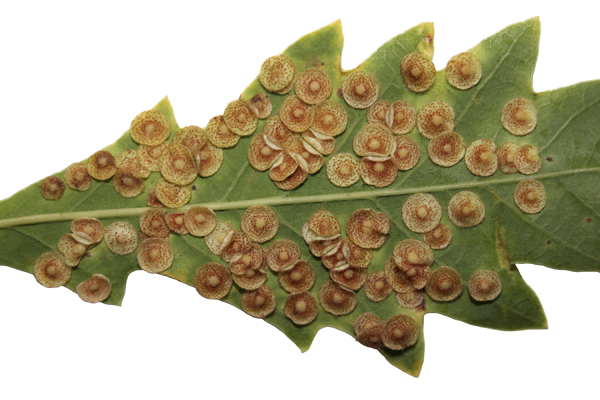 MNA Red Oak Leaf Spangle Galls1