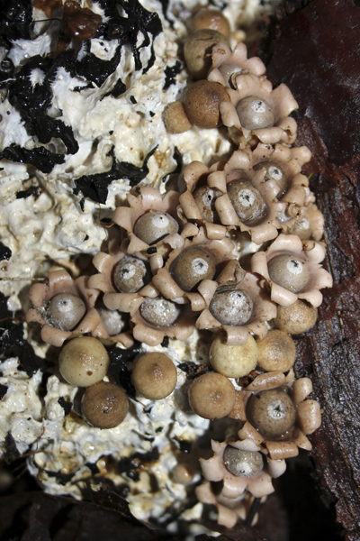MNA Belize Fungi2