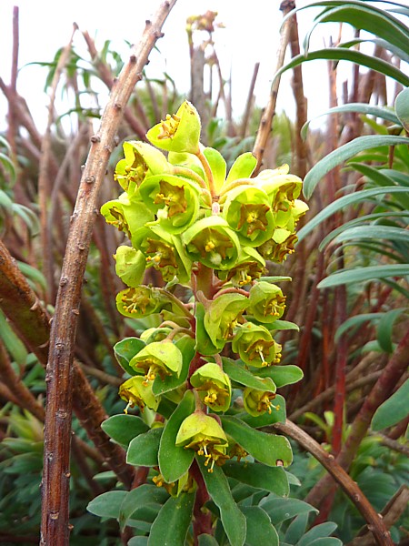 07 Waterloo Euphorbia