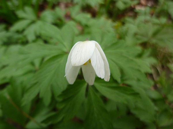 11 Dibbinsdale wood anemone