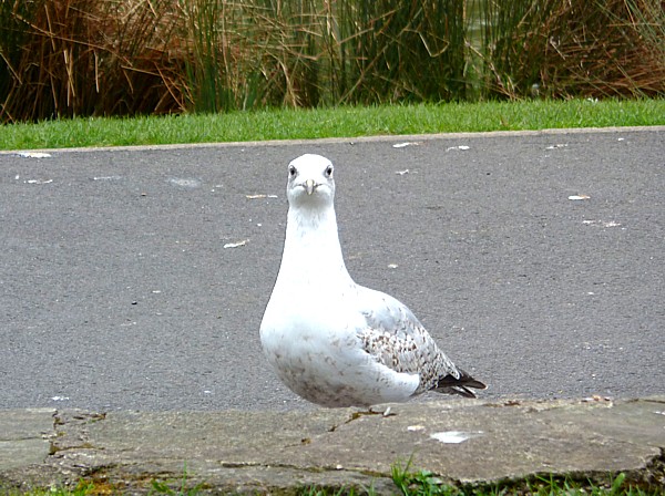 16 Hesketh lunch gull