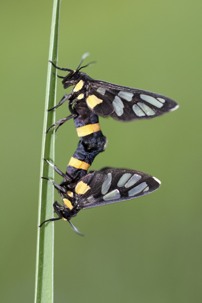 MNA Thailand Clearwing Moths Mating1