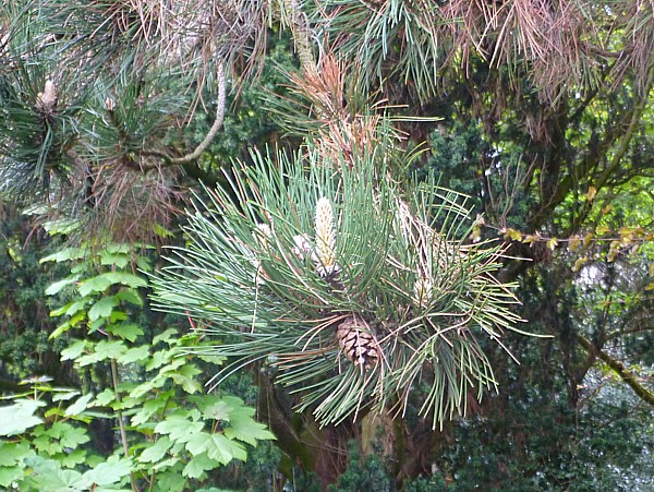 19 Bluebell pine flower