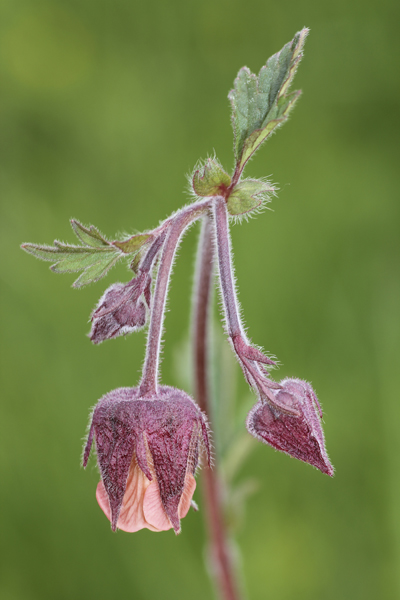 MNA Manifold Valley Water Avens1