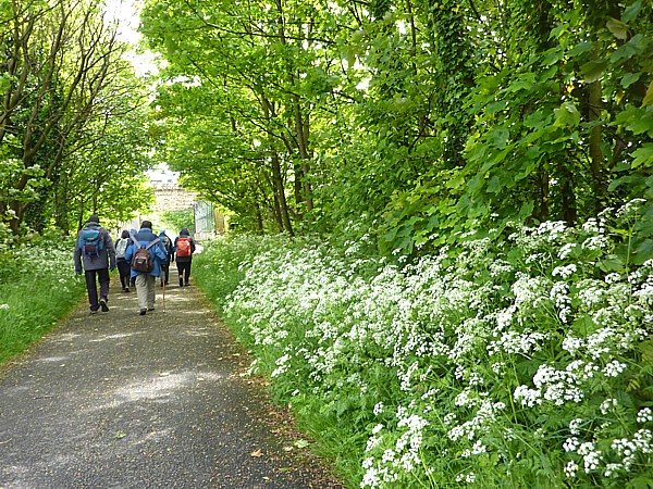 21 TPT8 Path and Cow Parsley