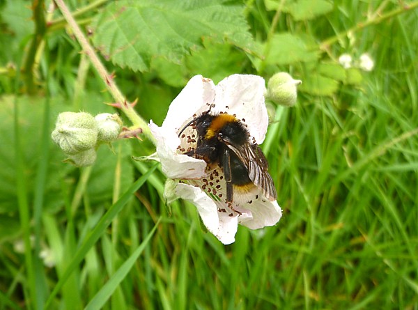 24 Childwall bee in bramble