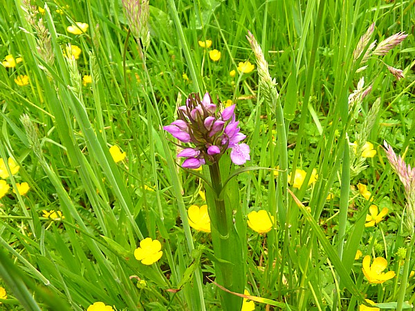 24 Childwall orchid in meadow