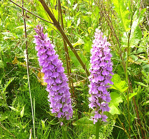 24 Childwall orchid pair