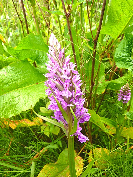 24 Childwall orchid pointy