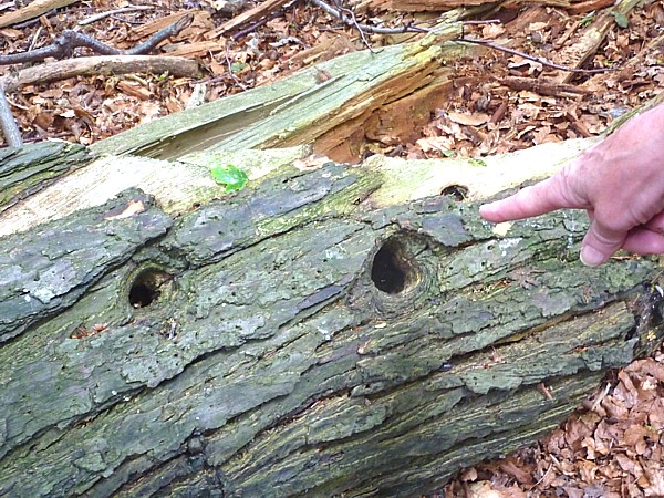 24 Childwall tree holes