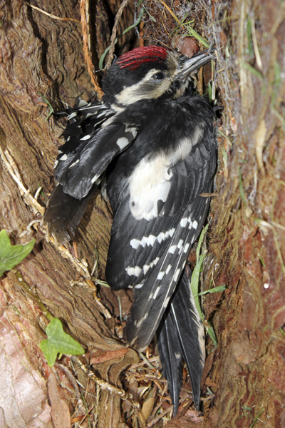 MNA Conwy Valley GS Woodpecker1