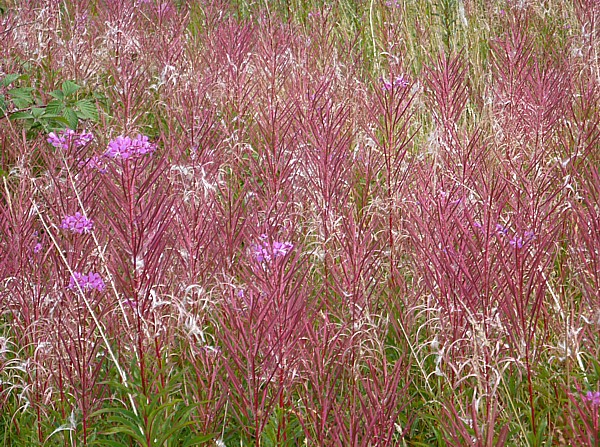 32 Ainsdale Rose bay Willow Herb
