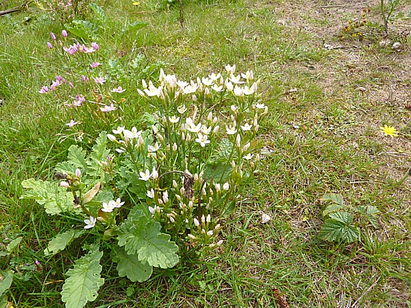 32 Ainsdale white hybrid Centaury