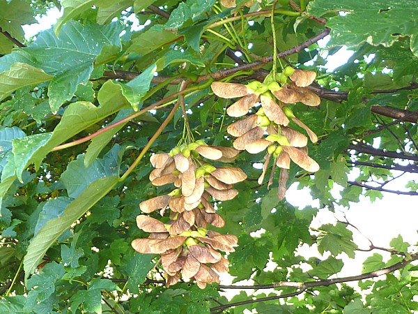 37 New Ferry Sycamore seeds