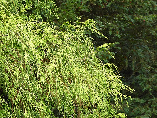 39 Tatton Sawara cypress foliage