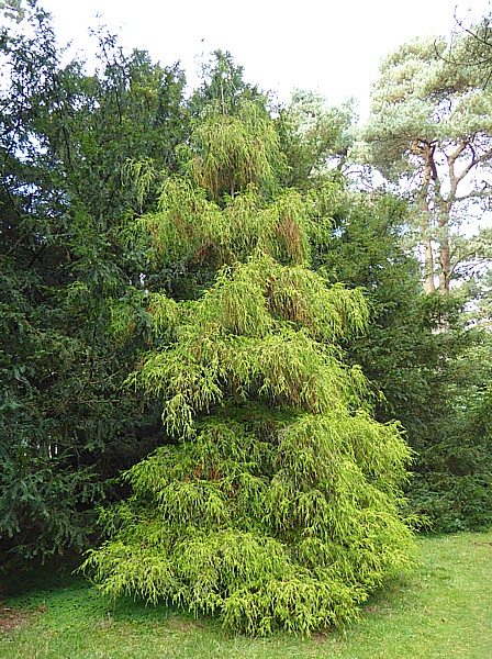 39 Tatton Sawara cypress