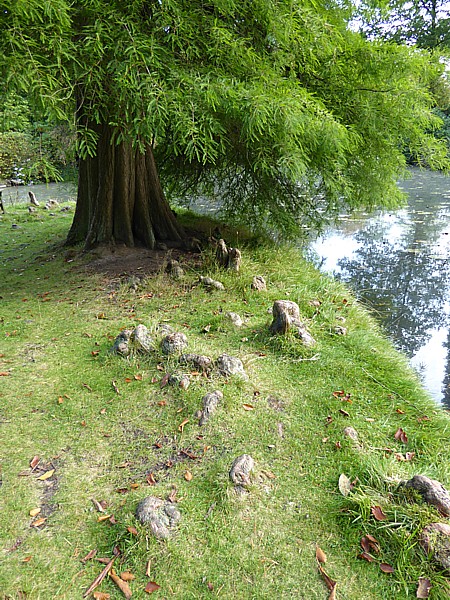 39 Tatton Swamp Cypress knees
